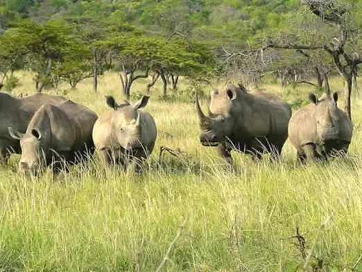 Die Tierwelt des für seinen Nashornschutz bekannten Hluhluwe Game Reserves erkunden Sie auf Pirschfahrten. suedafrika-hluhluwe-nashoerner