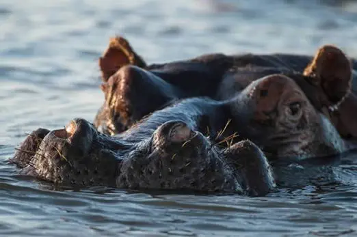 Zu Fuß "erwandern" Sie sich die malerischen Feuchtgebiete des "iSimangaliso Wetlands Park's". suedafrika-isimangaliso-flusspferd
