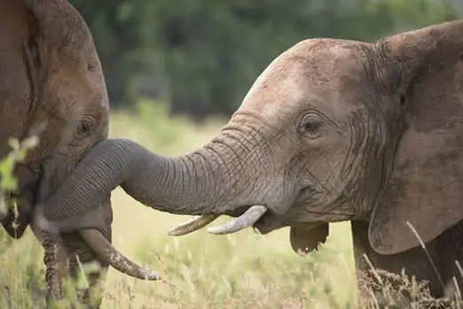 In den Buschgebieten spüren Sie dem Wild bei ausgedehnten Pirschfahrten nach. suedafrika-krueger-park-elephanten