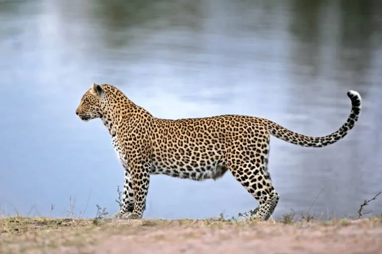 Es ist eine Rarität, einen Leoparden
zu entdecken... suedafrika-krueger-park-leopard