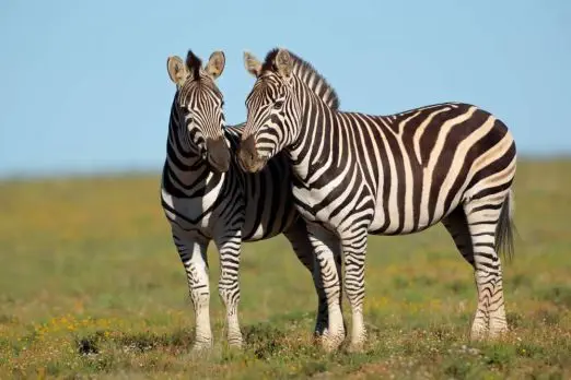 Ob Sie auf Raubwild treffen, oder Antilopen Ihren Weg kreuzen, die Tierwelt Afrika's ist faszinierend. suedafrika-krueger-park-zebras