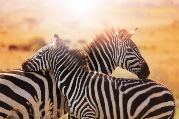 Genießen Sie Ihre Fahrten auf eigene
Faust. Sie bestimmen die Beobachtungszeit, ohne sich nach den Wünschen Anderer richten
zu müssen. So lange Sie es wünschen,
stehen Sie "Auge in Auge" mit den Zebras,
oder beobachten junge Paviane bei ihrem
übermütigen Spiel in den Bäumen. suedafrika-krueger-park-zebras