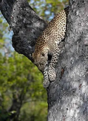 Im Krüger Park dem artenreichsten Wildgebiet des Landes, bestehen gute Chancen, die "Big Five" zu entdecken. suedafrika-leopard