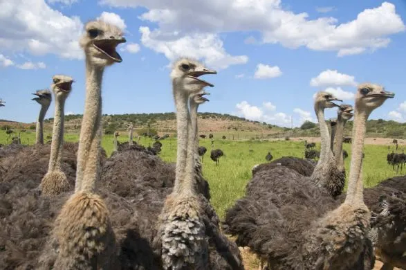 Der Besuch auf einer Straußenfarm ist ein Höhepunkt Ihres Aufenthaltes, mit vielen Informationen über das Leben dieser flugunfähigen Vögel. suedafrika-oudtshoorn-strausse