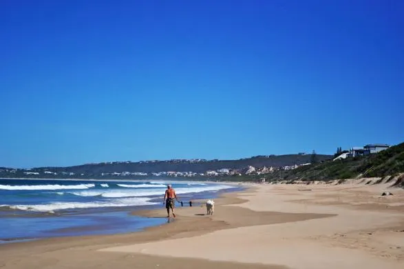 Plettenberg Bay - der wohl bekannteste
Ferienort an der Garden Route mit schier endlosen Sandstränden. suedafrika-plettenberg-strand1