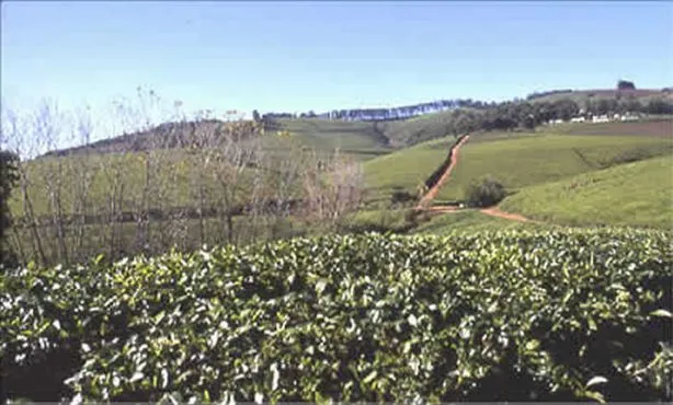 Im Norden erstrecken sich
Teeplantagen und dort liegt der Wald der Regenkönigin "Mojadji".
Die unter Naturschutz stehenden
Cycadeen, stammen aus
paläontologischer Zeit und haben
schon den Sauriern als Nahrung gedient... suedafrika-tzaneen-teeplantage