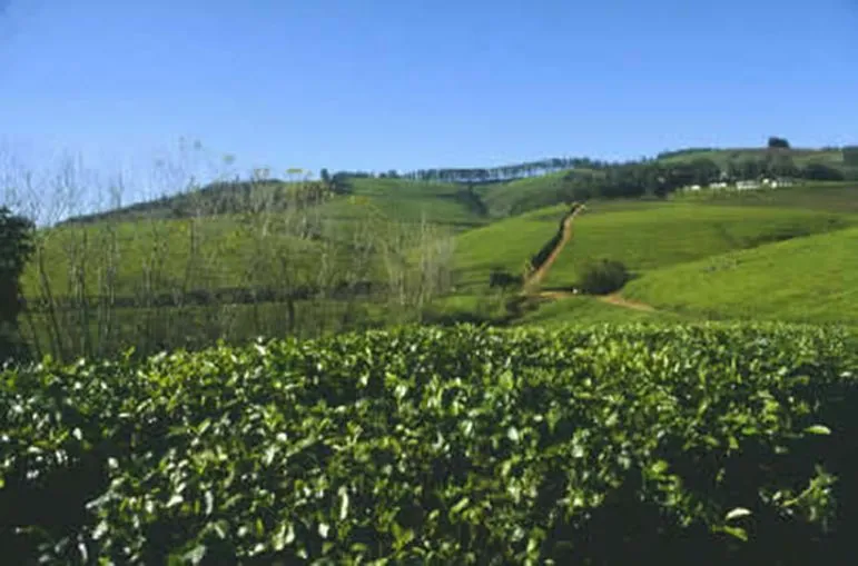 Ein mildes Klima sorgt für fruchtbare
Böden - weite Teeplantagen im Norden
bei Tzaneen. suedafrika-tzaneen-teeplantage