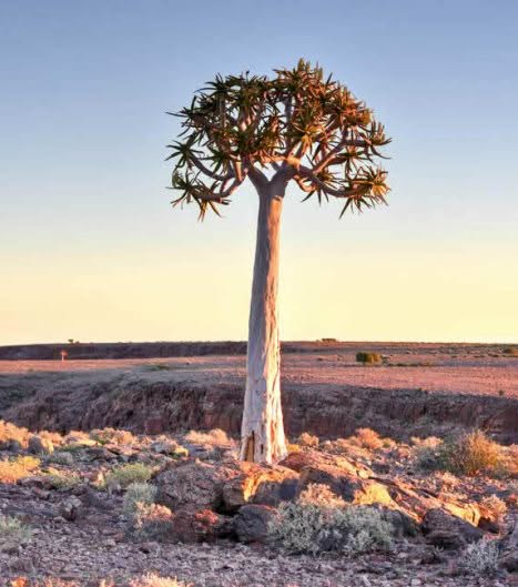 Köcherbäume sind im Süden Namibia's zahlreich zu finden und weisen den Weg zum Fish River Canyon.