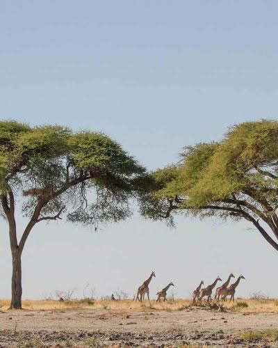 ...oder auf trockenen, weiten Savannenflächen