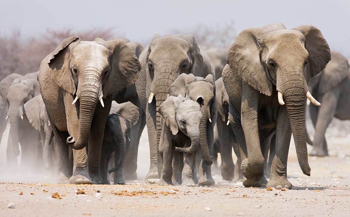 elefants